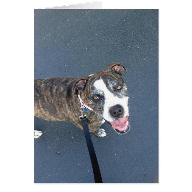 Dog Photo Card - Macy (Front)