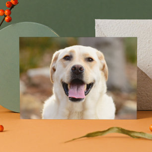 Dog Photo Holiday Postcard