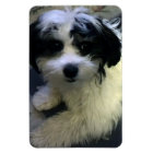 Dog Photo Magnet, K-Cee
