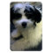 Dog Photo Magnet, K-Cee