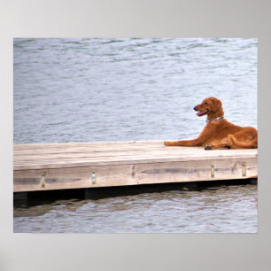 Dog Photo Poster