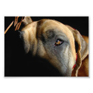 dog photo print