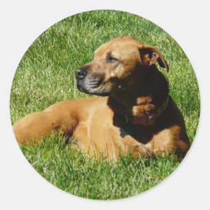 dog,pitbull/boxer mix classic round sticker