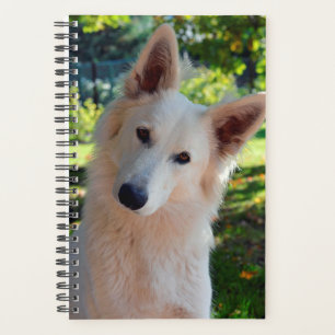 Dog Planner