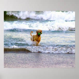 Dog Playing in Ocean Poster