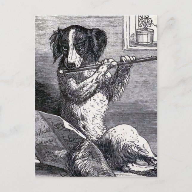 "Dog Playing the Flute" Vintage Illustration Postcard (Front)
