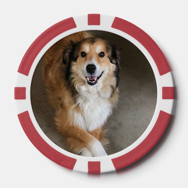 Dog Poker Chips (Front)