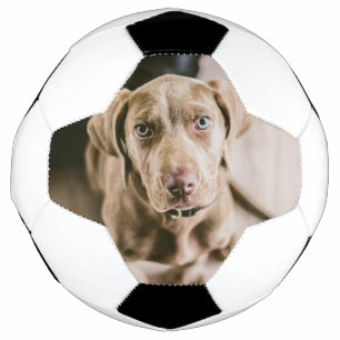 Dog portrait football