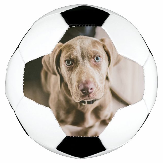 Dog portrait football (Front)