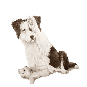 dog portrait painting of cute border collie puppy watch