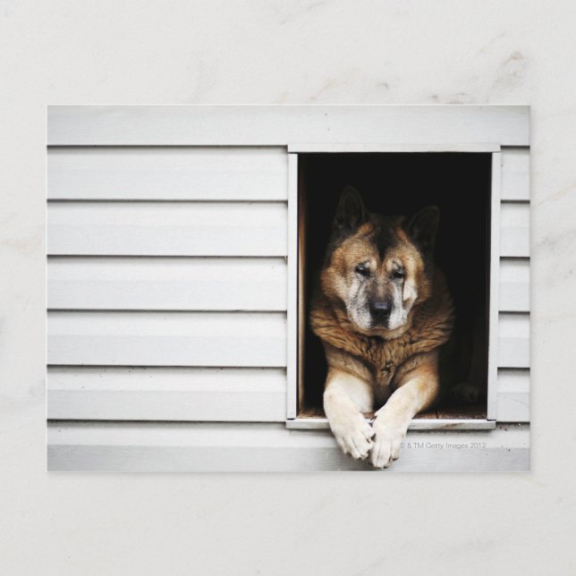 dog portrait postcard (Front)