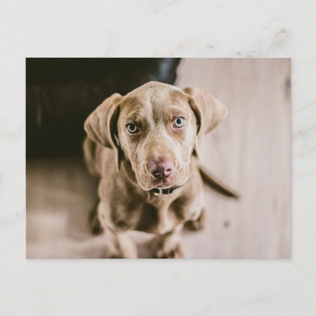 Dog portrait postcard (Front)