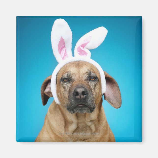 Dog portrait wearing Easter bunny ears Magnet (Front)