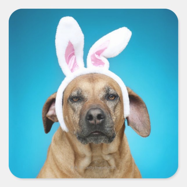 Dog portrait wearing Easter bunny ears Square Sticker (Front)