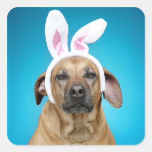 Dog portrait wearing Easter bunny ears Square Sticker