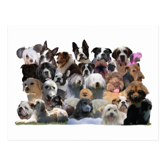 Dog Portraits Postcard