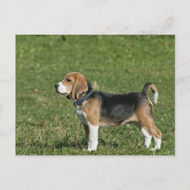 Dog Postcard (Front)
