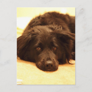 Dog postcard