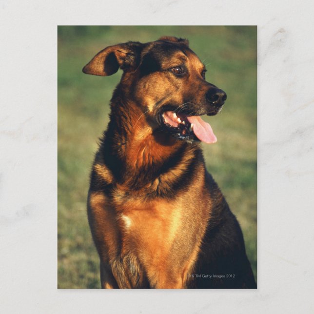 dog postcard (Front)