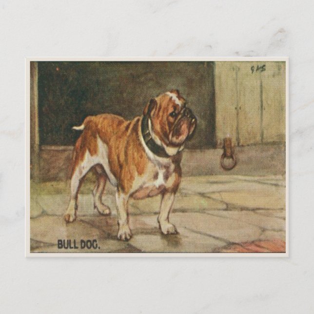 Dog Postcard With Tough Bull Dog (Front)
