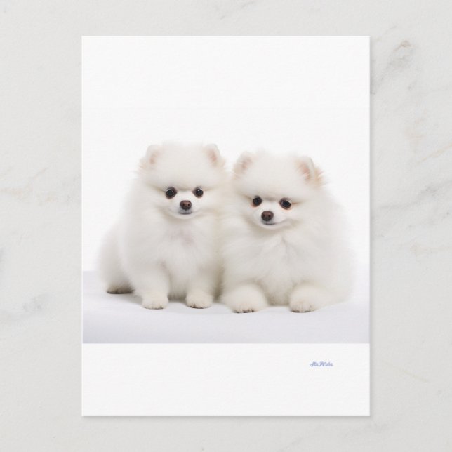 dog postcards (Front)