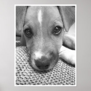 Dog Poster
