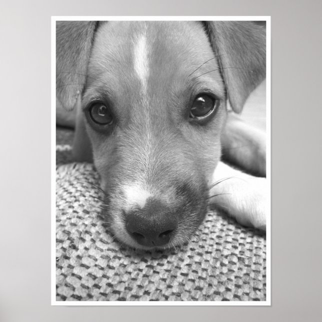 Dog Poster (Front)