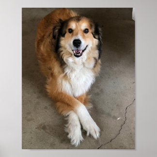 Dog Poster