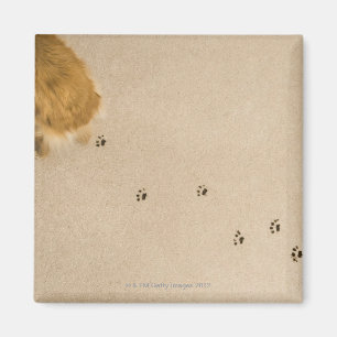 Dog Prints on Carpet Magnet