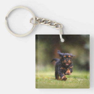 Dog, Puppy, Cavalier Key Ring