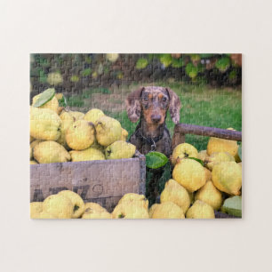 Dog Puzzles Animal Pic Cute Sad Puppy Puppy Photog