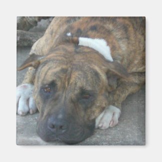 Dog relaxing magnet
