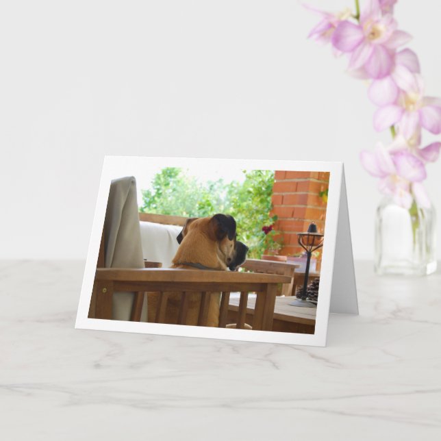 Dog Resting in Chair Portrait Card (Orchid)