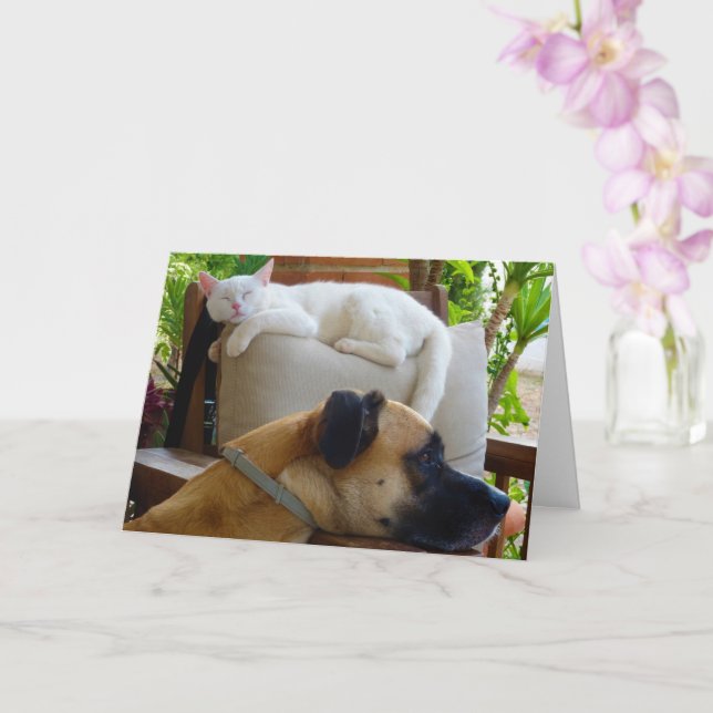Dog Resting in Chair with White Kitten Card (Orchid)