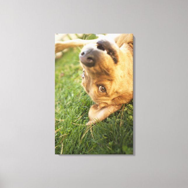 Dog rolling on back canvas print (Front)