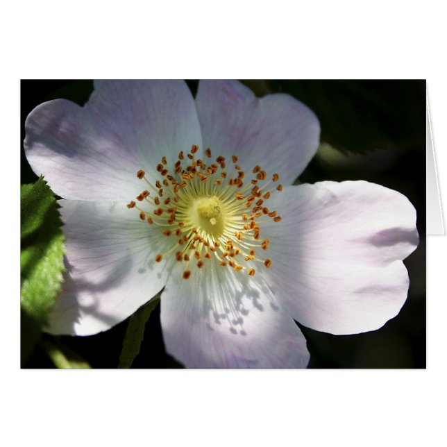 Dog Rose - blank notelet / card (Front Horizontal)