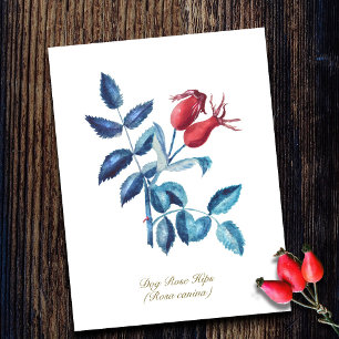 Dog Rose Hips Hand Drawn Watercolor Artwork Postcard