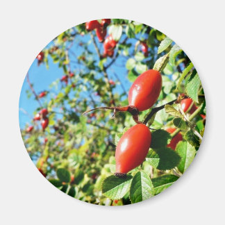 Dog Rose Hips Magnet