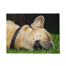 Dog rug for home
