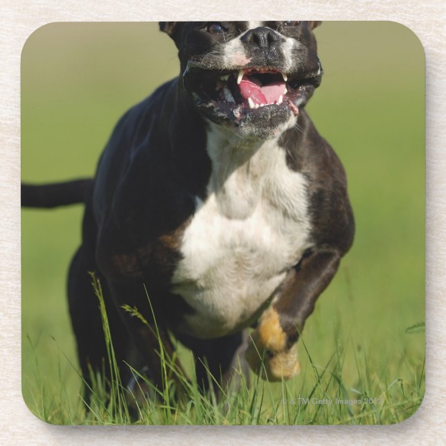 Dog Running Coaster (Front)