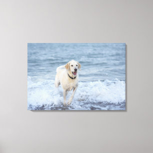 Dog running in water at beach. canvas print