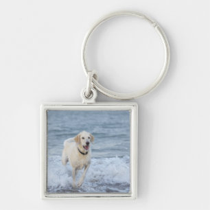Dog running in water at beach. key ring