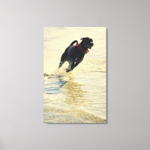 Dog running in water canvas print