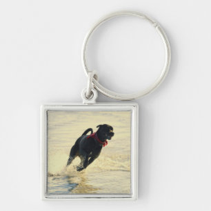 Dog running in water key ring