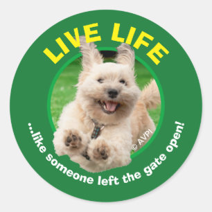 Dog Running In Yard Classic Round Sticker