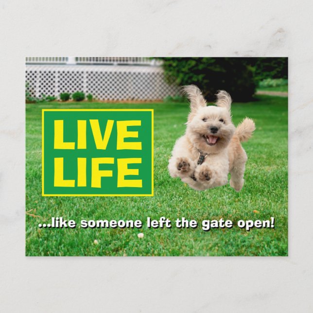 Dog Running In Yard Invitation Postcard (Front)