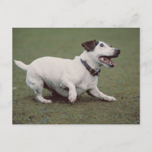 Dog Running Postcard