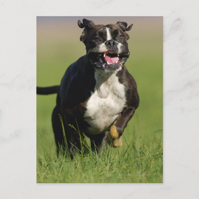 Dog Running Postcard (Front)