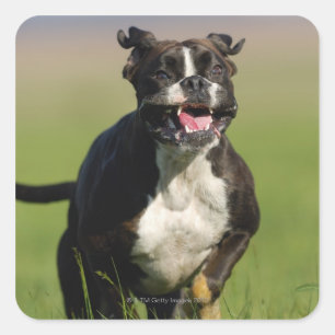 Dog Running Square Sticker