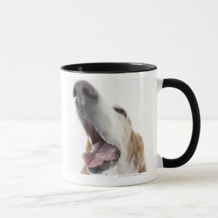 Dog 's nose,close-up mug